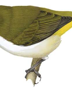 白喉绣眼鸟 / Tagula White-eye / Zosterops meeki