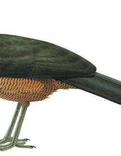 苏门答腊地鹃 / Sumatran Ground Cuckoo / Carpococcyx viridis