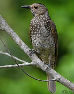 黄头辉亭鸟 / Regent Bowerbird / Sericulus chrysocephalus