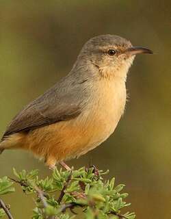 棕长嘴森莺 / Long-billed Crombec / Sylvietta rufescens