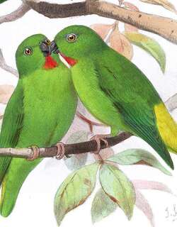 绿额短尾鹦鹉 / Bismarck Hanging Parrot / Loriculus tener