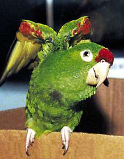 绯额鹦哥 / Finsch’s Parakeet / Psittacara finschi