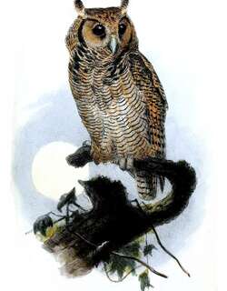 弗氏雕鸮 / Fraser’s Eagle-Owl / Bubo poensis