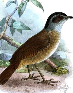黑头非洲雅鹛 / Blackcap Illadopsis / Illadopsis cleaveri