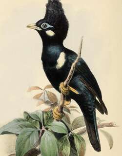 长冠王椋鸟 / Long-crested Myna / Basilornis corythaix