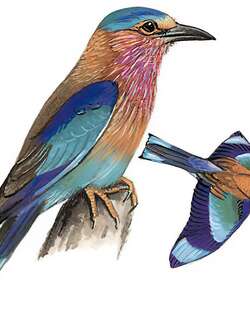 棕胸佛法僧 / Indochinese Roller / Coracias affinis