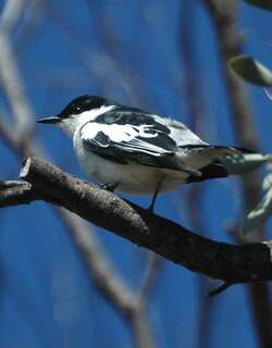 白翅鸣鹃鵙 / White-winged Triller / Lalage tricolor