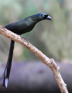 盘尾树鹊 / Racket-tailed Treepie / Crypsirina temia