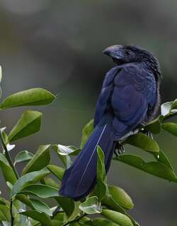 沟嘴犀鹃 / Groove-billed Ani / Crotophaga sulcirostris