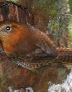 棕眉鹪鹩 / Rufous-browed Wren / Troglodytes rufociliatus