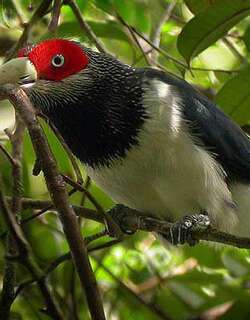 红脸地鹃 / Red-faced Malkoha / Phaenicophaeus pyrrhocephalus