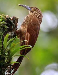 强嘴䴕雀 / Strong-billed Woodcreeper / Xiphocolaptes promeropirhynchus