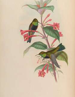 黑胸山蜂鸟 / Black-breasted Hillstar / Oreotrochilus melanogaster