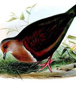 睦鸡鸠 / Tongan Ground Dove / Pampusana stairi