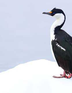 科岛鸬鹚 / Crozet Shag / Leucocarbo melanogenis