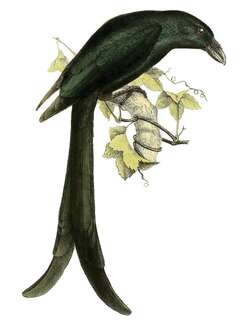马约特卷尾 / Mayotte Drongo / Dicrurus waldenii