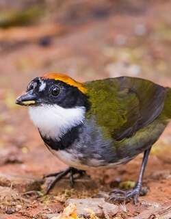 栗顶薮雀 / Chestnut-capped Brushfinch / Arremon brunneinucha