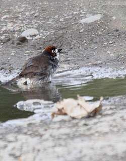 普氏地雀 / Prevost’s Ground Sparrow / Melozone biarcuata