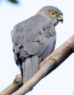 斐济鹰 / Fiji Goshawk / Accipiter rufitorques