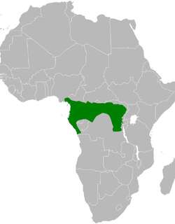 白须冠鹎 / White-bearded Greenbul / Criniger ndussumensis