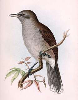 斐济鵙嘴鹟 / Fiji Shrikebill / Clytorhynchus vitiensis