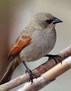 栗翅牛鹂 / Greyish Baywing / Agelaioides badius