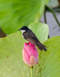 小嬉戏阔嘴鹟 / Paperbark Flycatcher / Myiagra nana