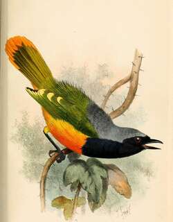 艳丽丛鵙 / Many-colored Bushshrike / Chlorophoneus multicolor