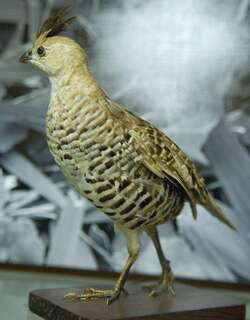 斑鹑 / Banded Quail / Philortyx fasciatus