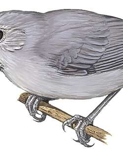 阿拉蚁鹩 / Alagoas Antwren / Myrmotherula snowi