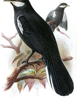 黑孤鸫 / Black Solitaire / Entomodestes coracinus