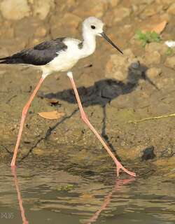 澳洲长脚鹬 / Pied Stilt / Himantopus leucocephalus
