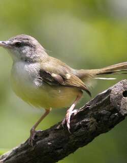 斑翅山鹪莺 / Bar-winged Prinia / Prinia familiaris