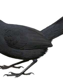 斯氏须额窜鸟 / Stresemann’s Bristlefront / Merulaxis stresemanni