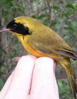 巴哈马黄喉地莺 / Bahama Yellowthroat / Geothlypis rostrata