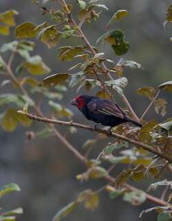 红颊拟䴕 / Red-faced Barbet / Lybius rubrifacies