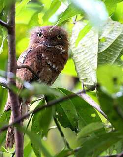 星喉蟆口鸱 / Blyth’s Frogmouth / Batrachostomus affinis