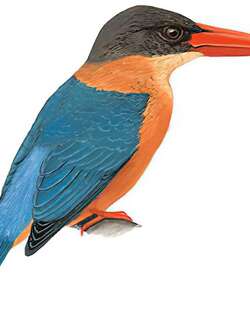 鹳嘴翡翠 / Stork-billed Kingfisher / Pelargopsis capensis