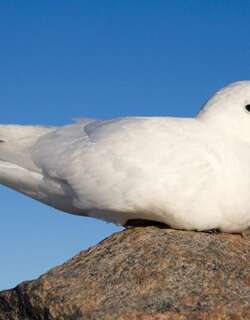 雪鹱 / Snow Petrel / Pagodroma nivea