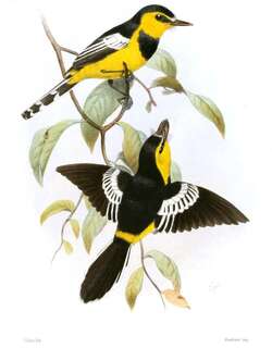 黑胸船嘴鹟 / Black-breasted Boatbill / Machaerirhynchus nigripectus