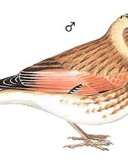 红翅沙雀 / Asian Crimson-winged Finch / Rhodopechys sanguineus