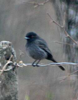 灰霸鹟 / Cinereous Tyrant / Knipolegus striaticeps