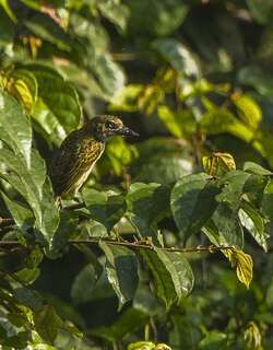 点斑钟声拟䴕 / Speckled Tinkerbird / Pogoniulus scolopaceus