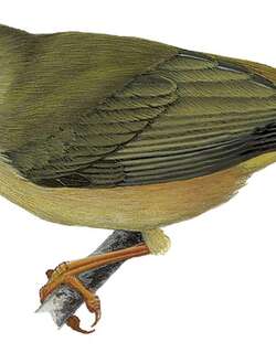 波纳绣眼鸟 / Long-billed White-eye / Rukia longirostra