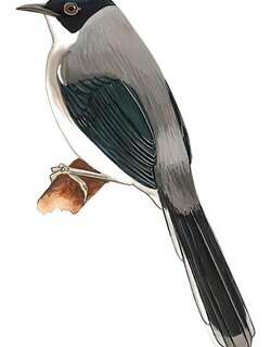 黑头奇鹛 / Black-headed Sibia / Heterophasia desgodinsi