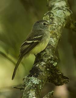 灰胸纹霸鹟 / Grey-breasted Flycatcher / Lathrotriccus griseipectus