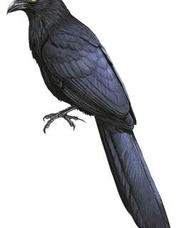 比岛鸦鹃 / Biak Coucal / Centropus chalybeus