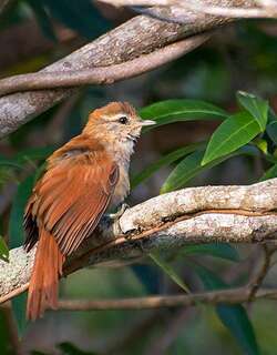锈背针尾雀 / Rusty-backed Spinetail / Cranioleuca vulpina