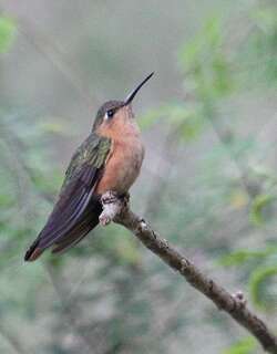 棕刀翅蜂鸟 / Rufous Sabrewing / Pampa rufa