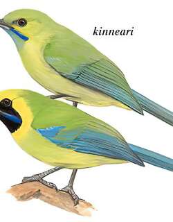 蓝翅叶鹎 / Blue-winged Leafbird / Chloropsis cochinchinensis